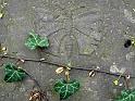 Dresden,_Eliasfriedhof,_1994+2011